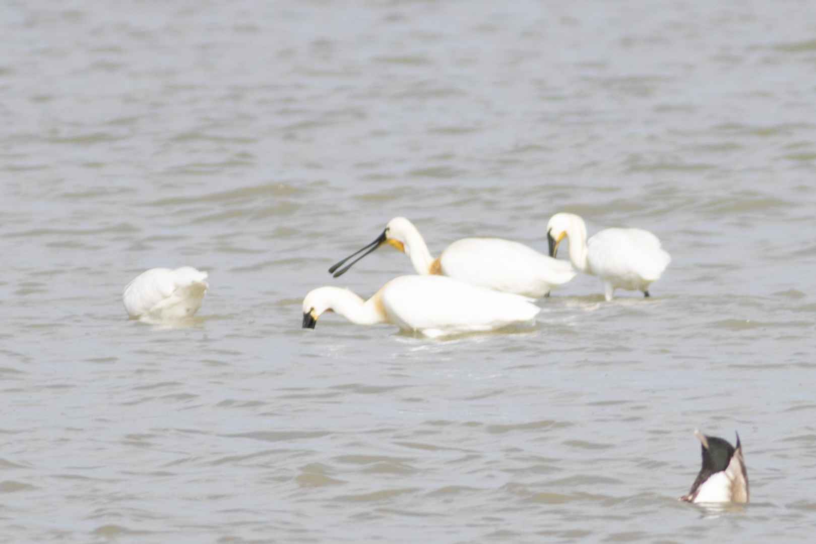 Eurasian Spoonbill